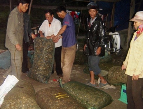 Mỗi ngày có hàng chục tấn cua được đóng vào bì, chở lên Lạng Sơn. Ảnh: Dũng Nguyễn.