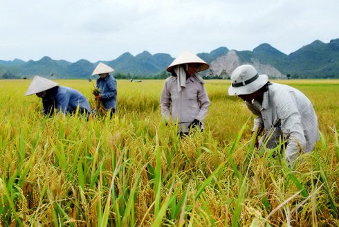 Mùa gặt