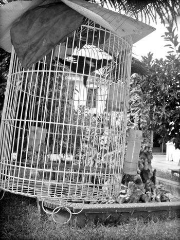 Tiếng khóc chim sáo