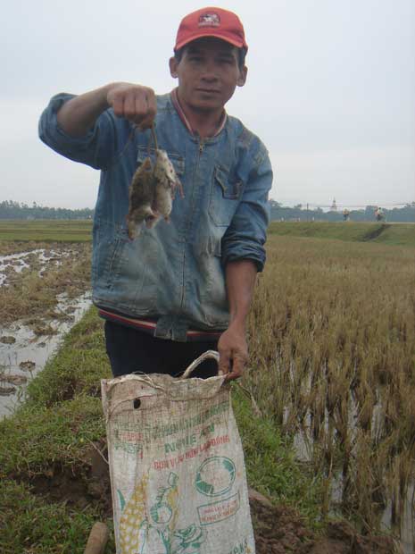 chuot-dong2.jpg