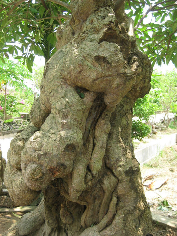 Hình con hổ đang vồ từ thân cây xuống