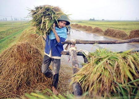 Gặt chạy...