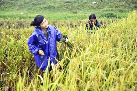 Con gái chị Hà - em Hoàng Thị Hương học sinh lớp 12 tranh thủ ra đồng giúp bố mẹ trong ngày nghỉ cuối tuần