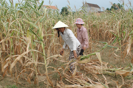 Xót xa nhìn ngô chết cháy