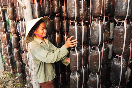 Trồng nấm đang trở thành nghề cho thu nhập cao của ND Yên Thành