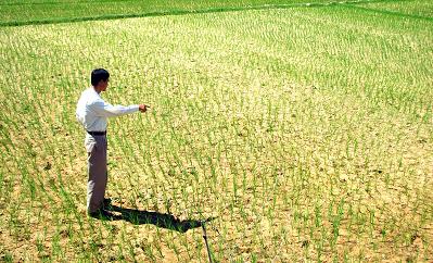 Ap dụng hệ thống SRI trên đồng ruộng