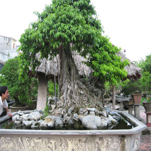 Làm giàu từ cây cảnh