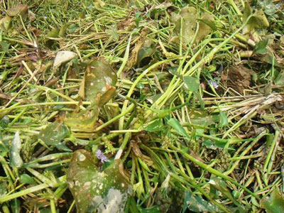 Sinh vật lạ xâm lấn đồng ruộng