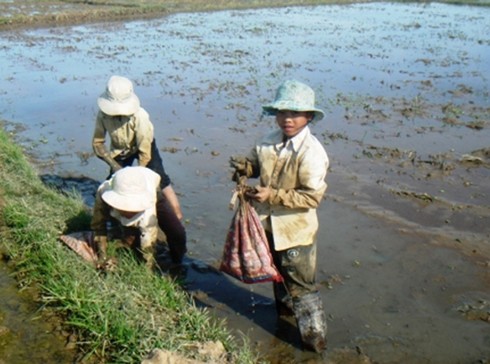 Thời điểm nghỉ hè, rất nhiều em học sinh ra ruộng bắt cua. Ảnh: Dũng Nguyễn.
