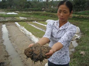 Giống kém chất lượng hay xảy ra tại Nghệ An