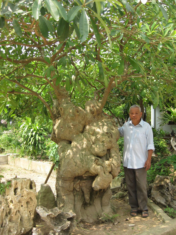 Ông Thiêm bên cây hoa sữa độc nhất vô nhị