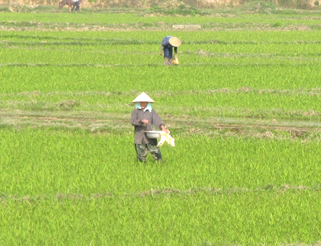 Nắng ấm về, màu xanh mơn mởn đã nhuộm cả cánh đồng