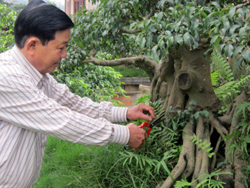 Dưới bàn tay nghệ thuật, giàu kinh nghiệm, những cây tưởng như đơn giản đã biến thành những tác phẩm nghệ thuật có giá trị