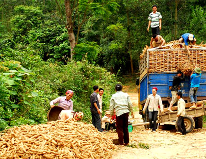 Nông dân Nghệ An “méo mặt” vì sắn rớt giá.