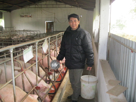 Trang trại lợn tiền tỷ của anh Hoài