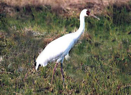 210412_thoi-su_bach-hac-1