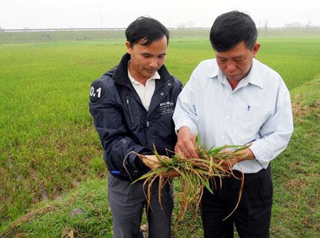 Ông Hùng kiểm tra lúa nhiễm đạo ôn