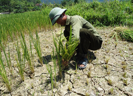 Tình hình hạn hán nghiêm trọng kéo dài ở Nghệ An