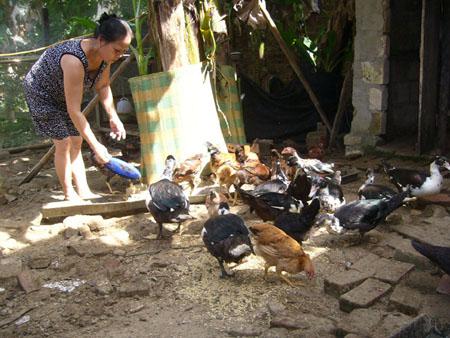 Bà Tâm ở TX Thái Hoà đang lo lắng vì đàn ngan siêu nạc đã bị chết 5 con