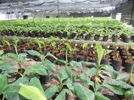 Chuối giống đã đến tuổi trồng nhưng không có đất