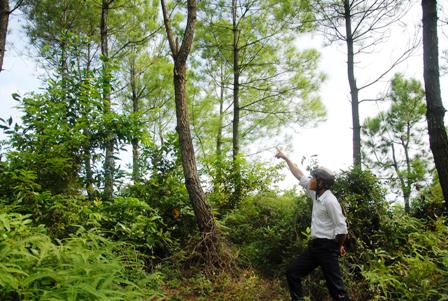 Cây thông cao gần 3m, liệu nạn nhân có tự thắt cổ được?