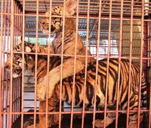 2 cá thể hổ mà Công an huyện Diễn Châu đã bắt giữ ngày 06/12 có nguồn gốc từ xã Đô Thành (Yên Thành) vẫn đang được chăm sóc tại cơ quan này.