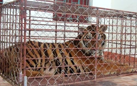 Con hổ nặng gần 200kg được nuôi nhốt trong lồng như nuôi lợn. Ảnh: VnExpress.net