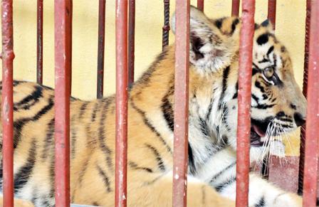 Nuôi hổ như nuôi lợn