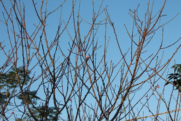 Dưới cái nắng chói chang như mùa hè, đào đã rụng lá, nở hoa dù còn gần 2 tháng nữa mới đến Tết Nguyên đán